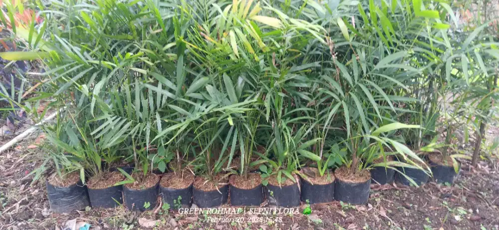 Tanaman palem waregu