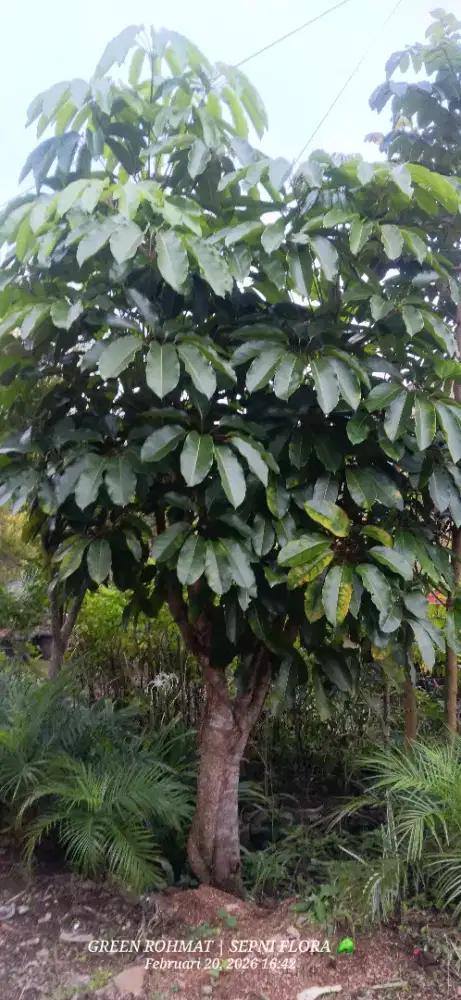 Tanaman walisongo tinggi 3 meter rimbun