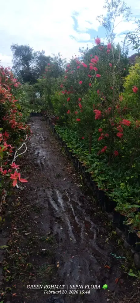 Jual tanaman termurah