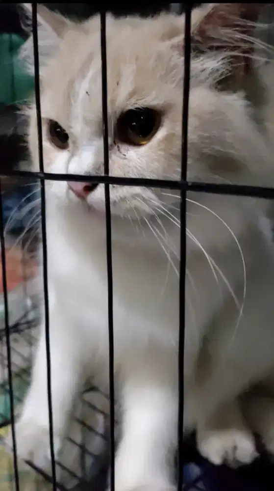 Kucing Persia indukan betina