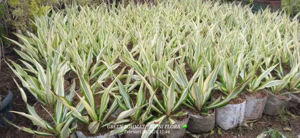 MENJUAL Tanaman Termurah