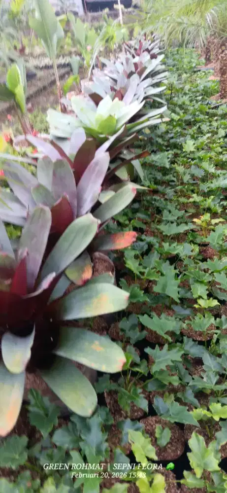 Tanaman Philo HARGA TERMURAH