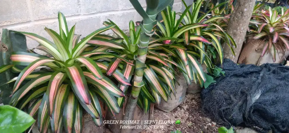 Tanaman Bromelia | Jual tanaman hias