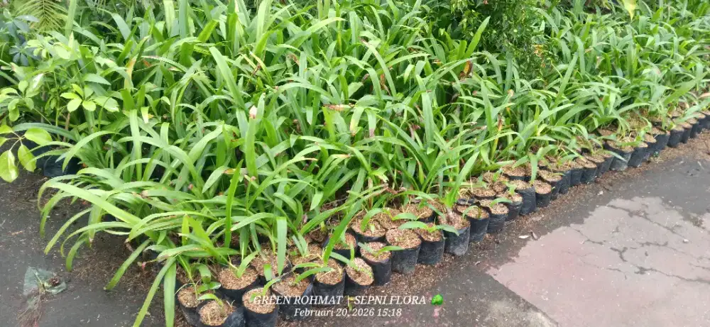 Tanaman Bakung Lele | JUAL TANAMAN TERMURAH