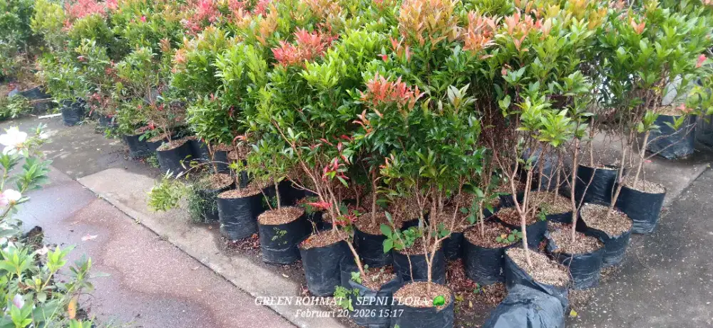 Tanaman Pucuk Merah Tinggi 1  meter