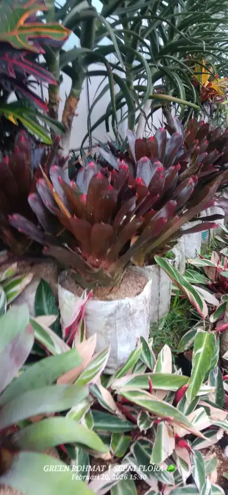 Tanaman Bromelia Mawar merah | Jual tanaman termurah