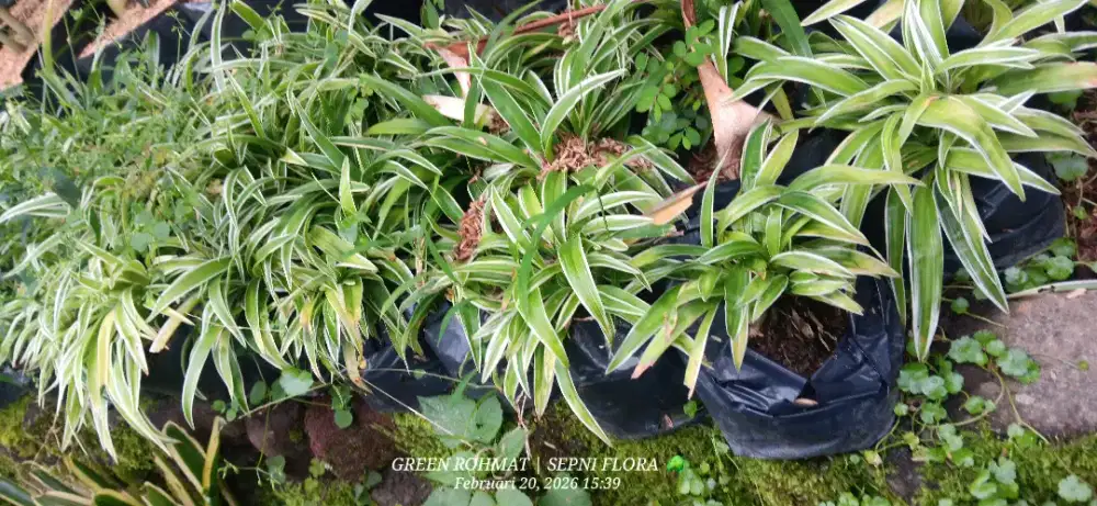 Jual Tanaman Lili Umbi