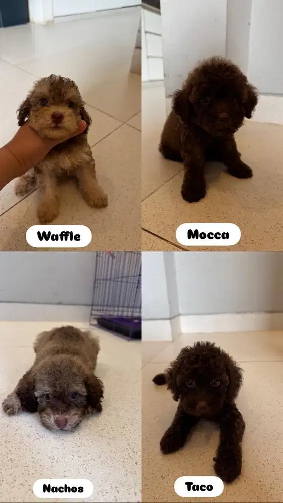 Puppies choco toy poodle