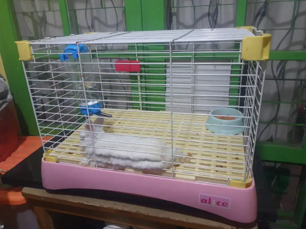 Jual kandan alice dan isi nya kelinci