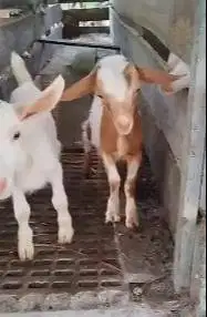 sepasang anakan kambing mini nigerian dwarf cross 4 bln TB 30cm exotik