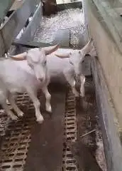 sepasang anakan kambing mini nigerian dwarf cross 4 bln TB 30cm exotik