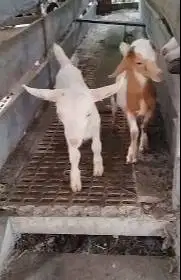 sepasang anakan kambing mini nigerian dwarf cross 4 bln TB 30cm exotik