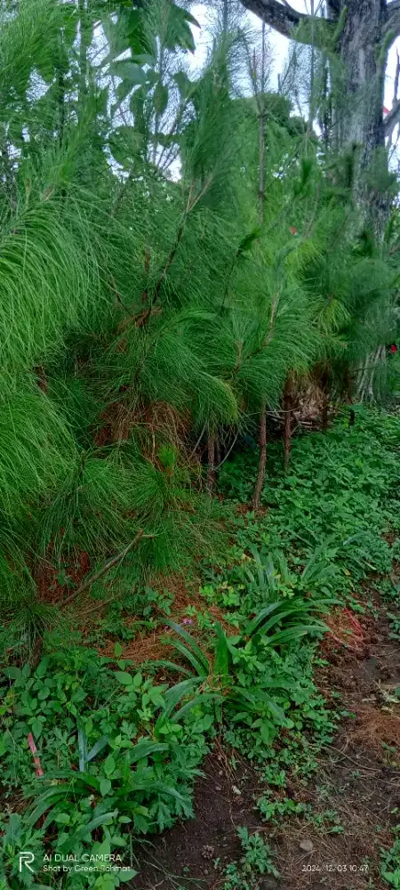 Jual Tanaman Cemara Pinus