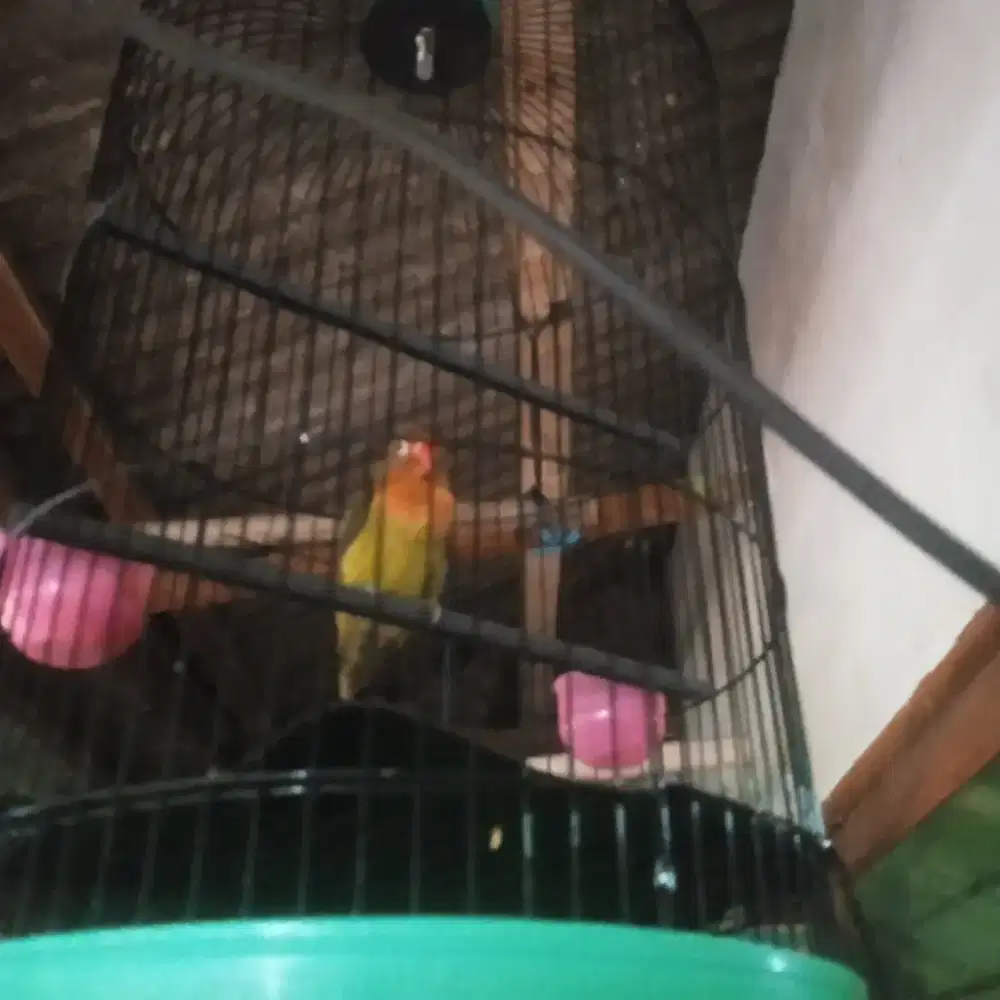 Jual burung Lovebird+ kandang