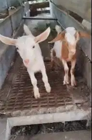 sepasang anakan kambing mini nigerian dwarf cross 4 bln TB 30cm exotik