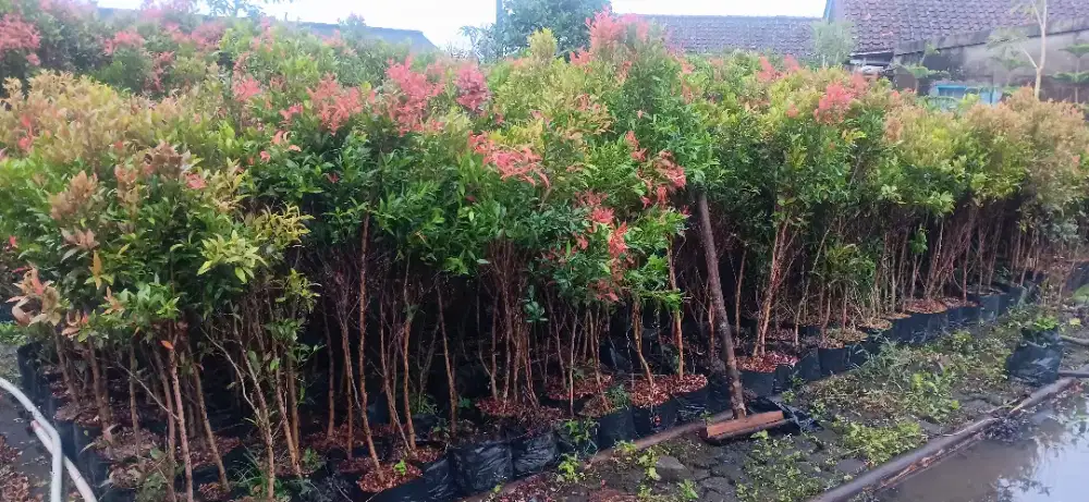 Jual Tanaman pucuk merah tinggi 1.5 mtr