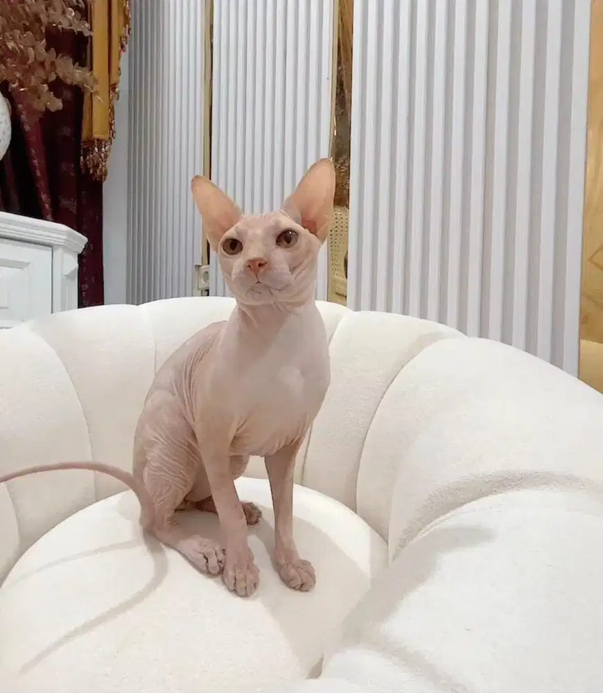 Kucing Sphynx Jantan Proven 2,8 tahun