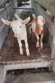sepasang anakan kambing mini nigerian dwarf TB 30cm 4 bln exotik unik