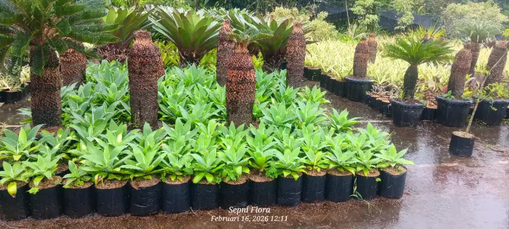 Tanaman Siklok kualitas bagus
