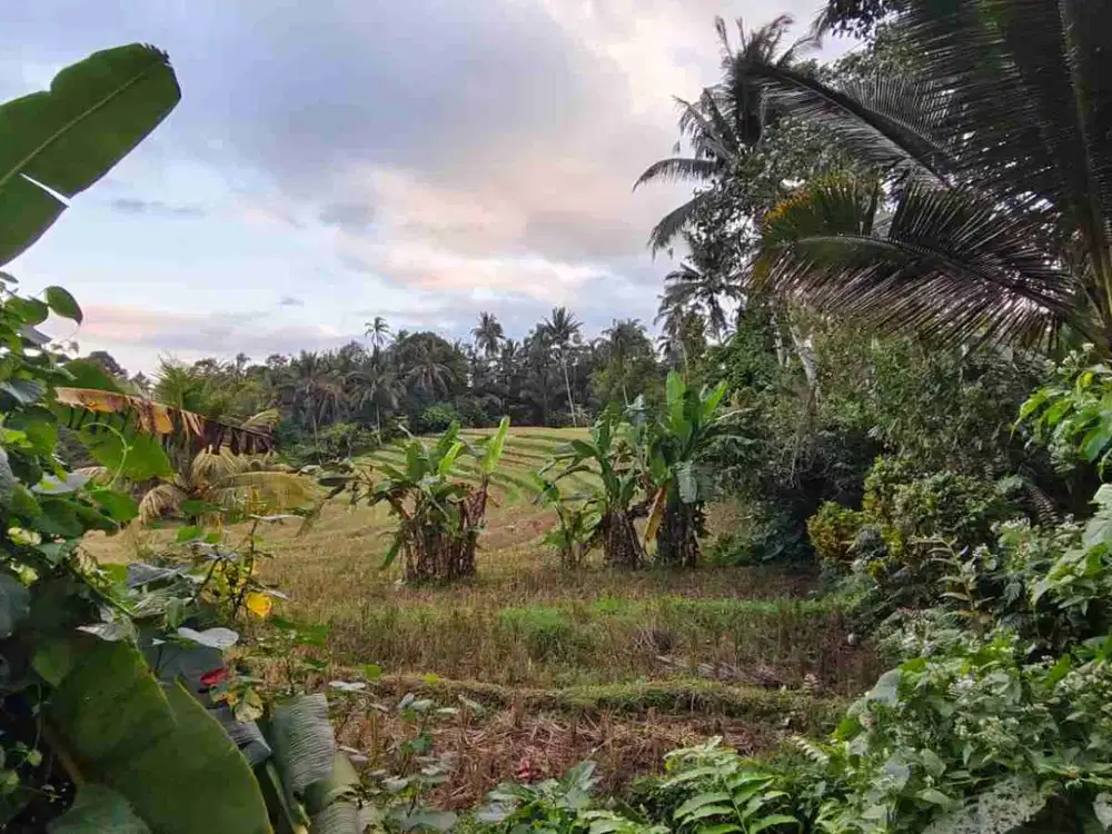 Dijual Tanah View Sawah Di Tabanan Bali
