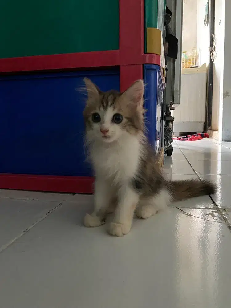 Open adopt kucing