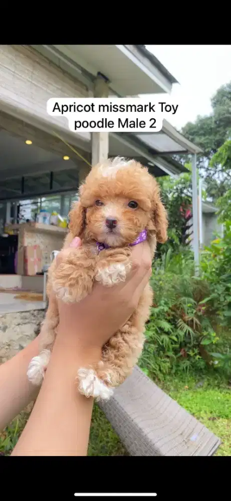 Apricot & Red Toy Poodle STB Vaksin & Kosongan
