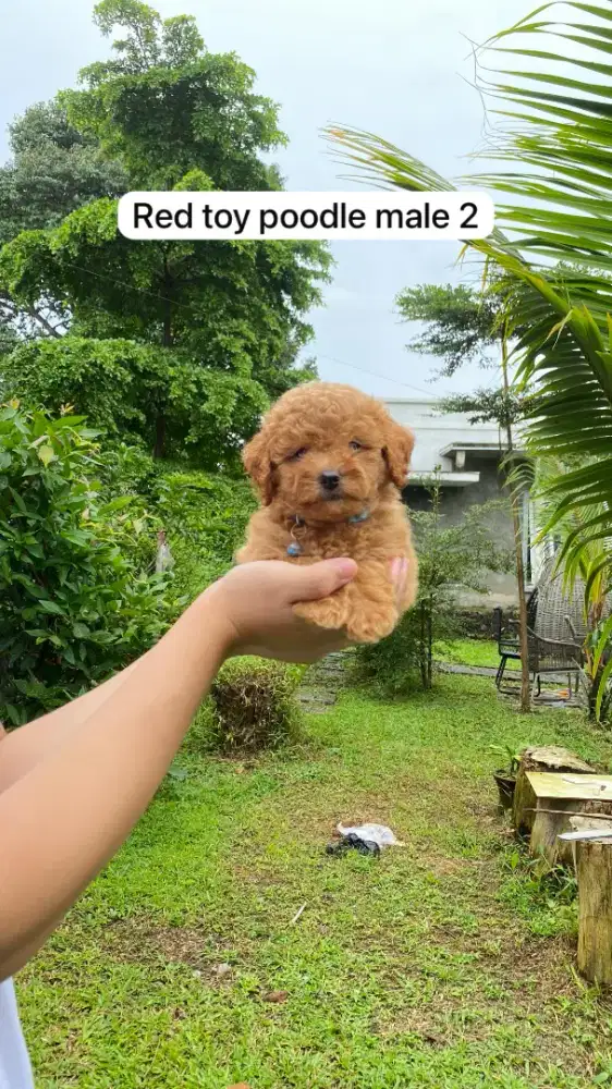 Apricot & Red Toy Poodle ( STB Vaksin & Kosongan )