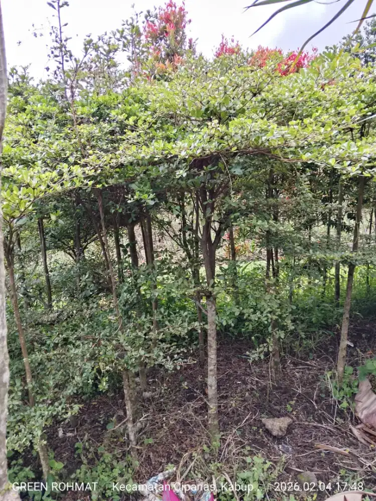 Tanaman Ketapang kencana