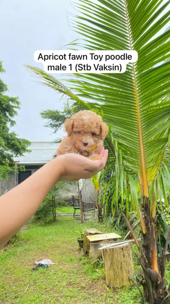 Red & Apricot Toy Poodle STB Vaksin & Kosongan ( Jantan )