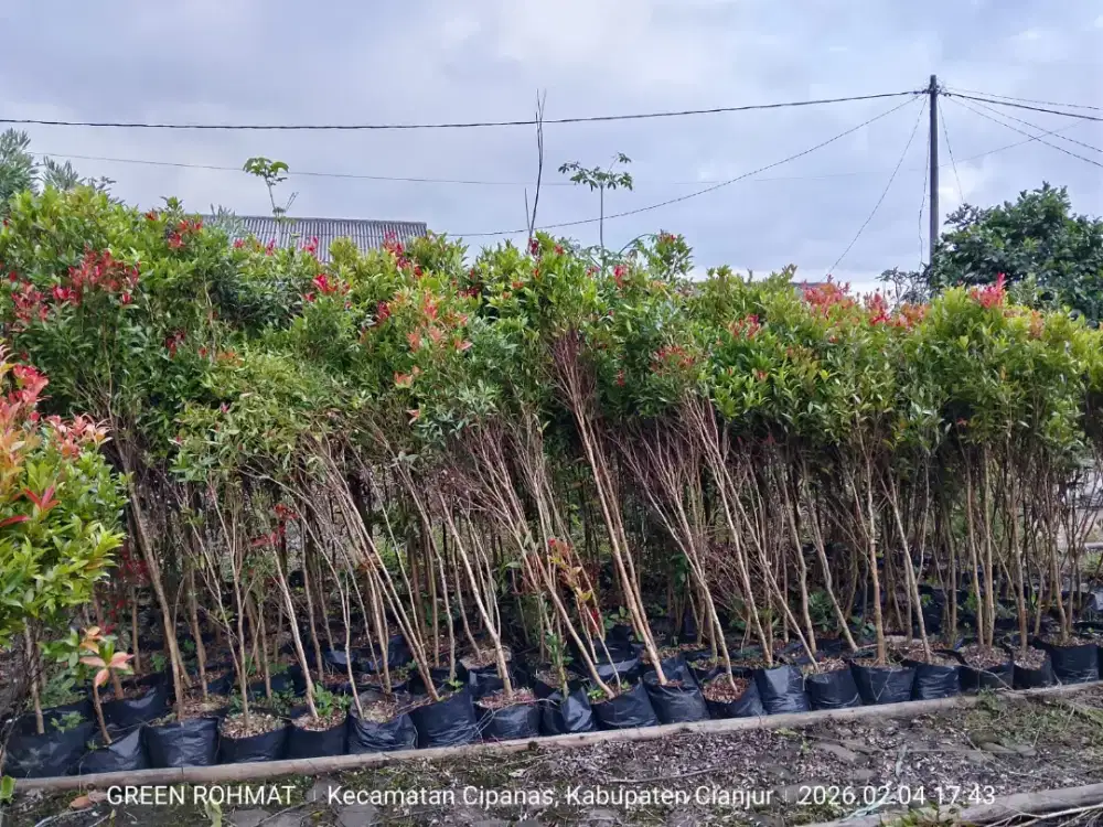 Jual OBRAL Pucuk merah