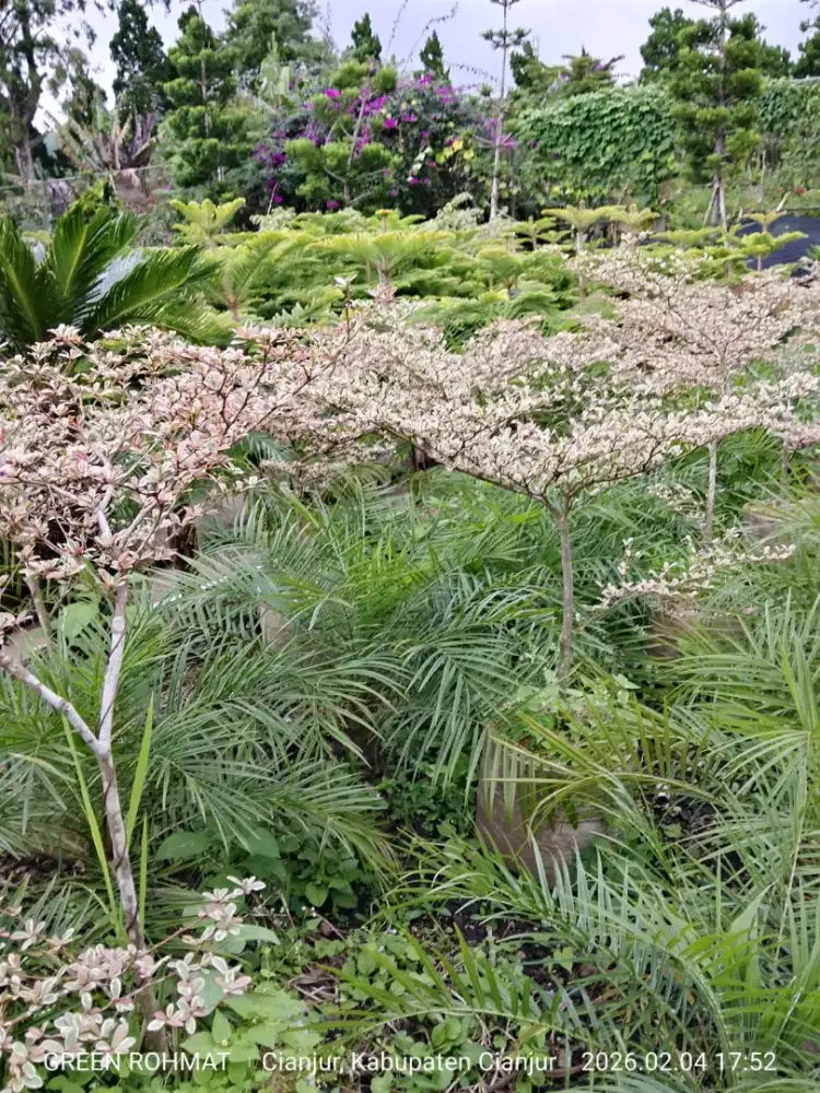 Tanaman Ketapang Varigata * Harga hubungi kami