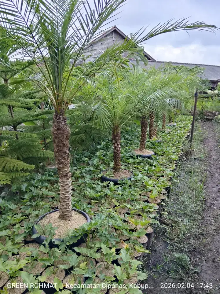 Jual tanaman palem Phoenix * untuk harga hubungi kami langsung