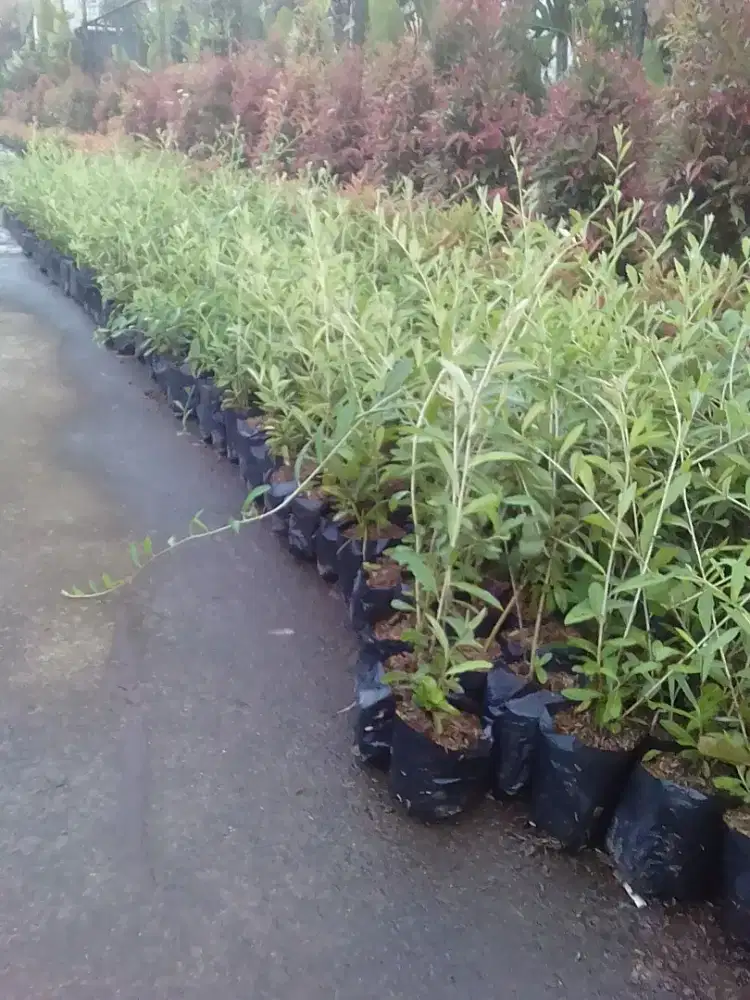 Tanaman Lee kuan yew * Harga hubungi kami langsung