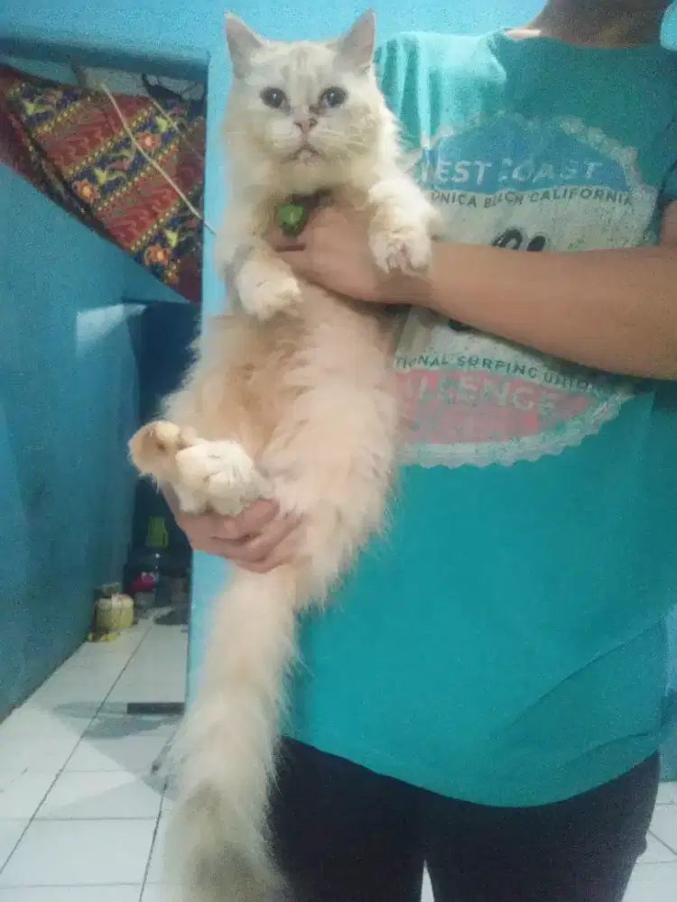 Kucing Himalaya birahi