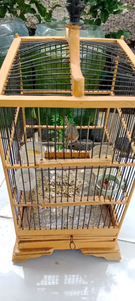 Burung prenjak merah cemotan