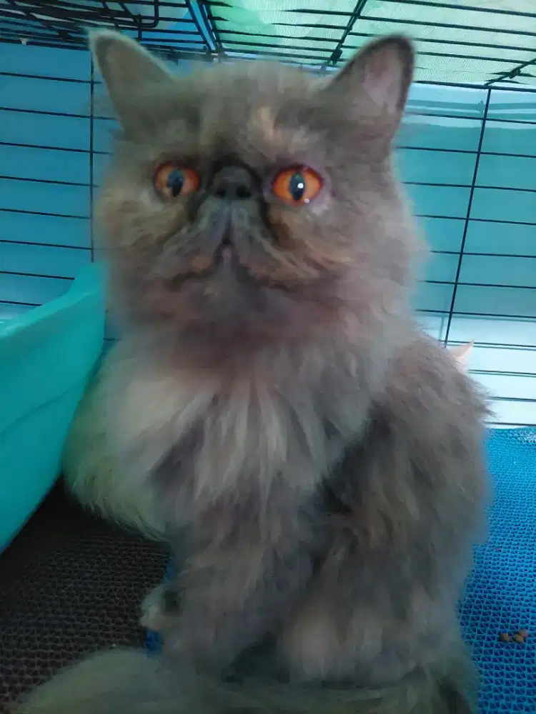 Kucing peaknose betina abu umur 2 thn.