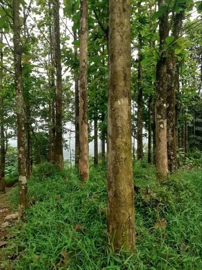 Jual pohon jati emas 50 pohon NEGO