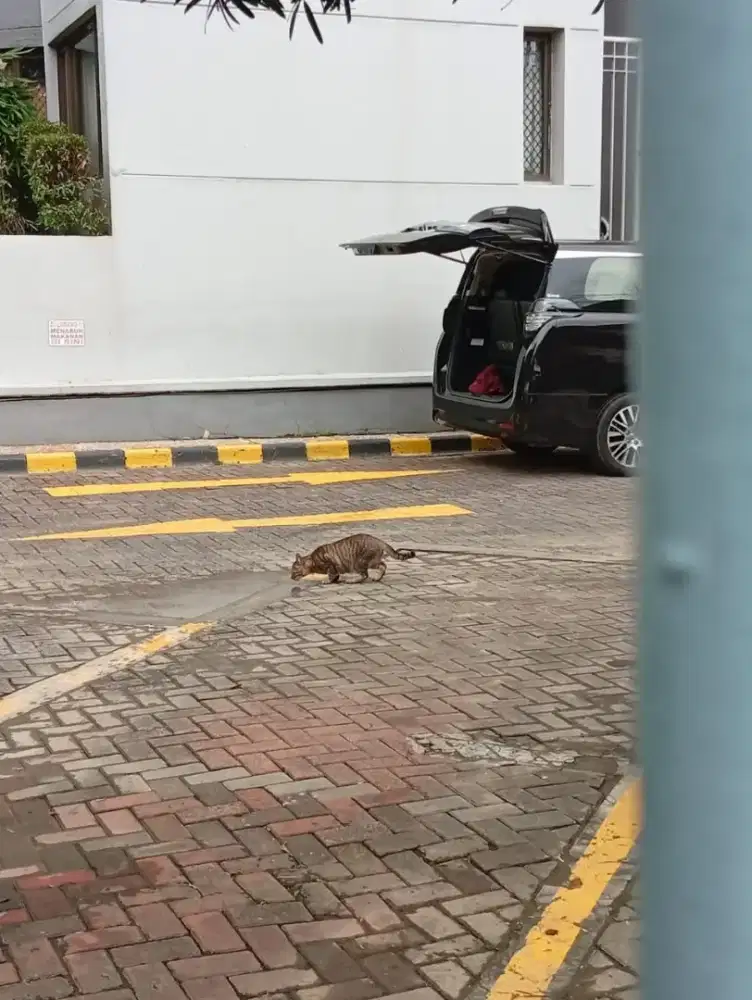 Dicari marketing super