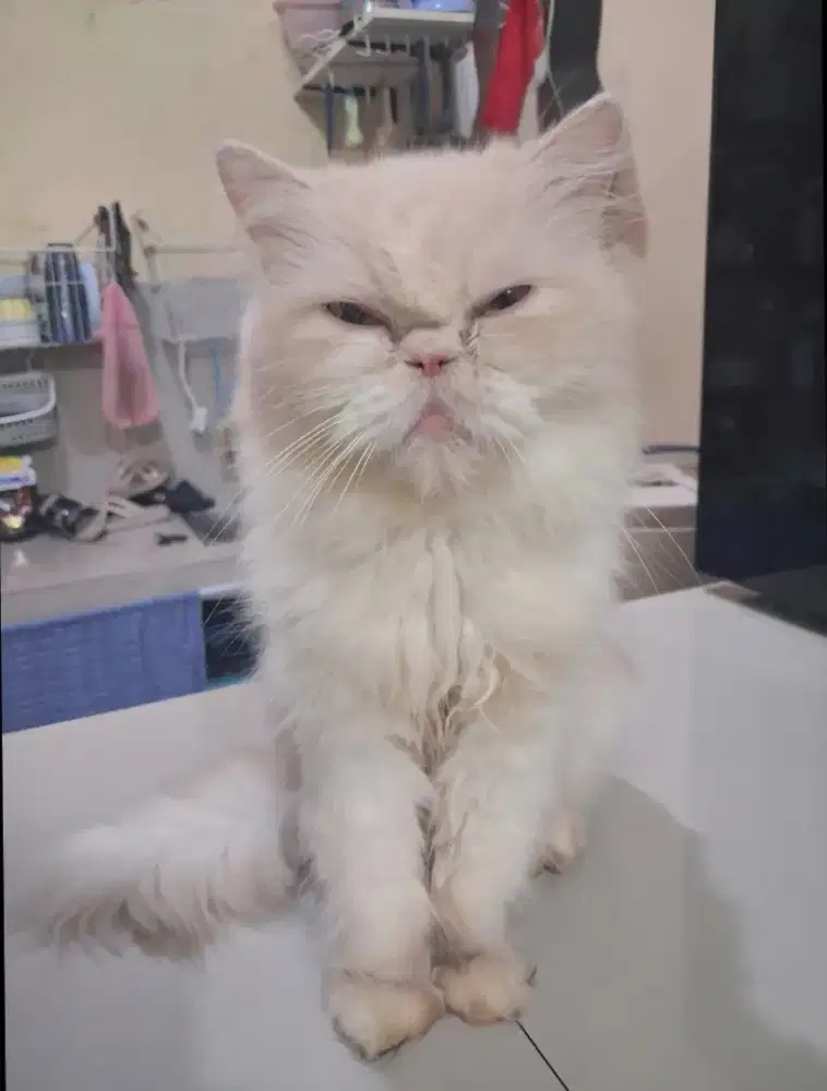 DIJUAL KUCING PERSIA FLATNOSE 1,5JT