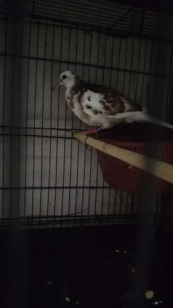 Tekukur blorok plangkon trah 2x3 umur 4 bulan