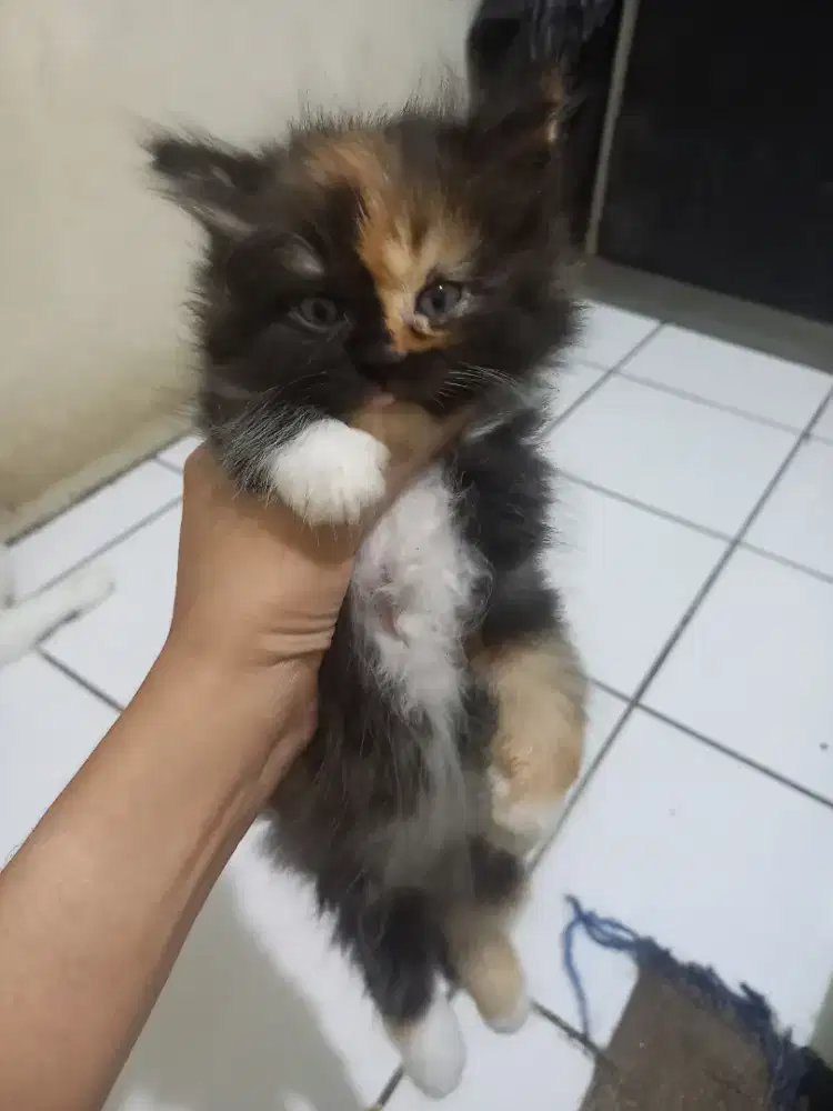 LA Kucing Kitten Persia Calico Betina