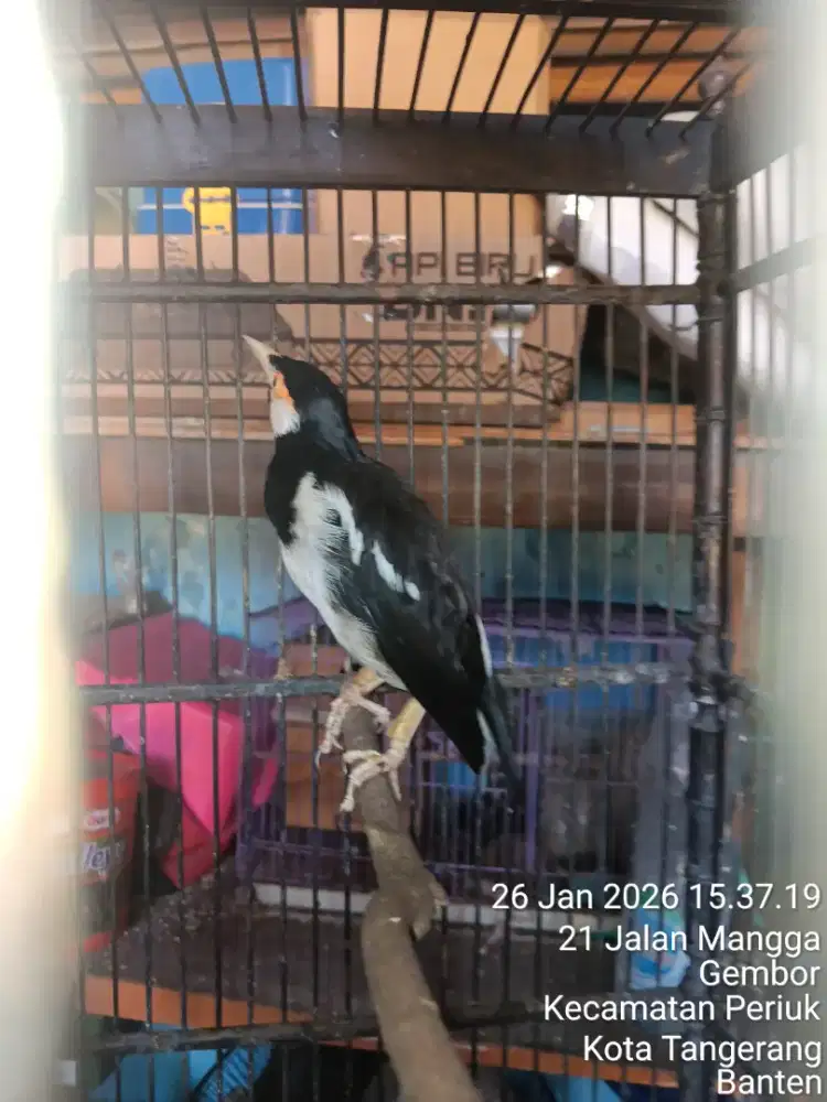 Jalak suren jawa gacor