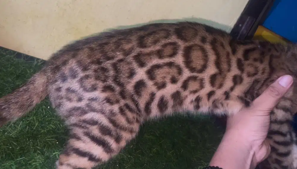 Kucing ras beng al betina bukan persia