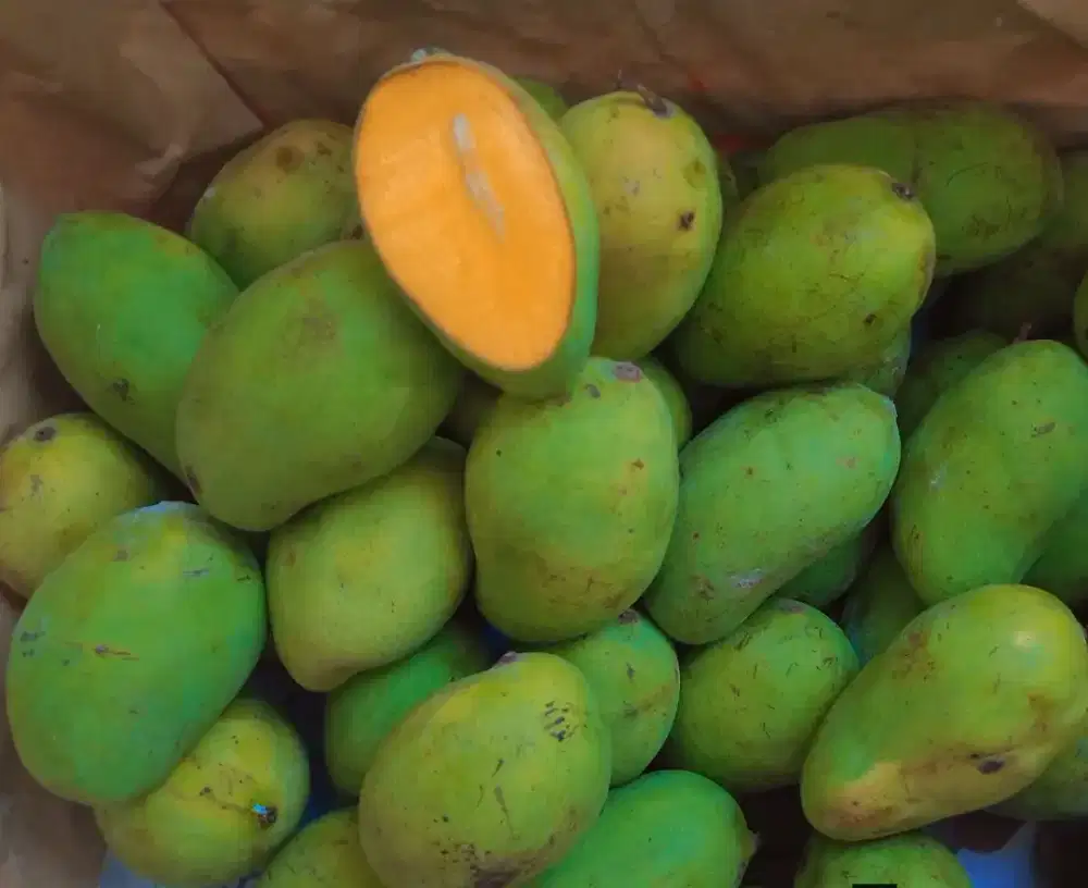 Mangga harum manis matang