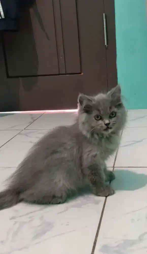 Lepas adopsi kitten