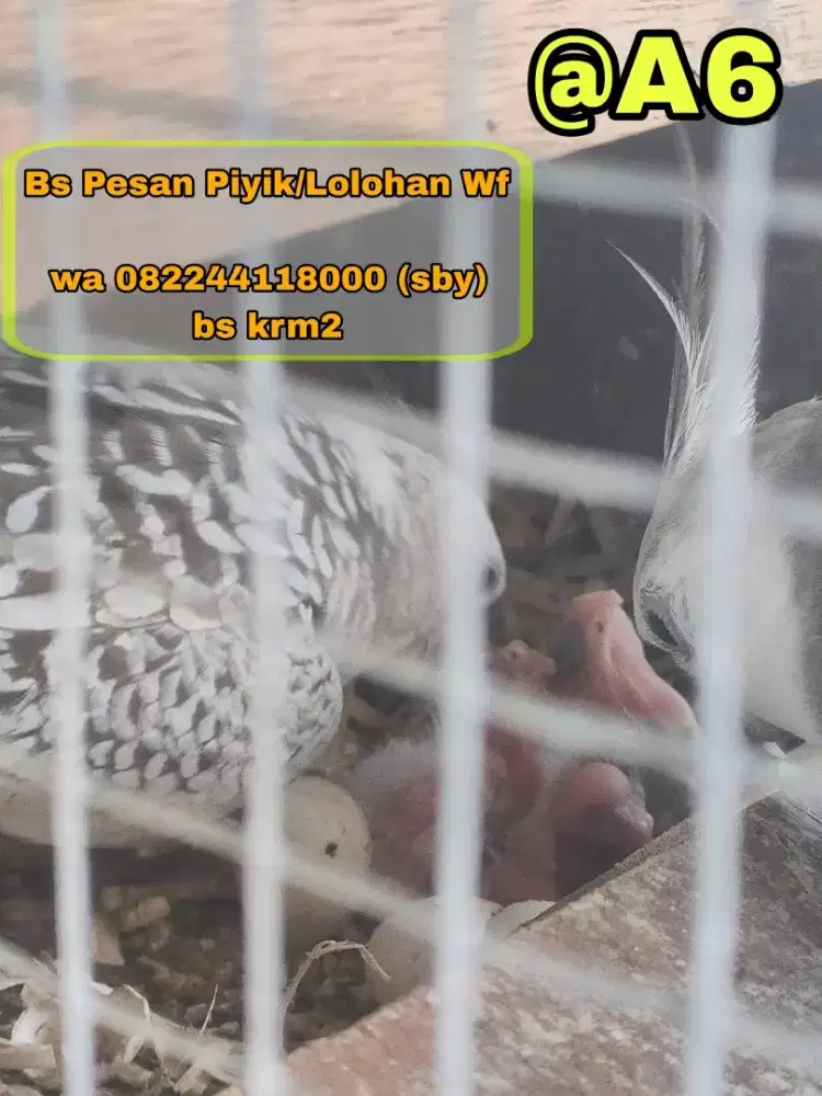 Telur/Piyik/Loloh Burung Falk Wf