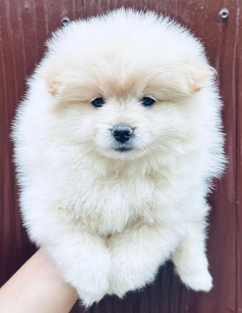 DIJUAL PUPPYS POMERIAN & PUPPYS POODLE PRODUK UNGGUL