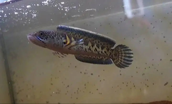 auranti cb pulosari size 9/10 cm