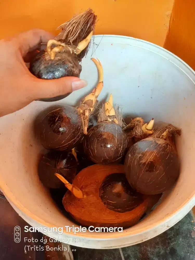 Bibit Bonsai Kelapa Gading