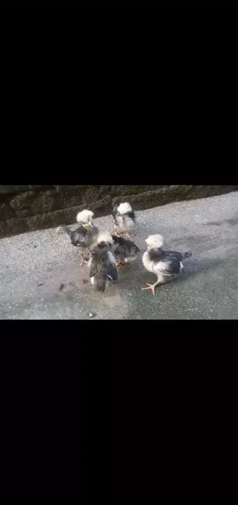 Ayam Poland white crested